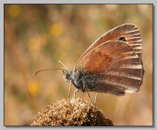 Coenonympha pamphilus: farfalla banderuola